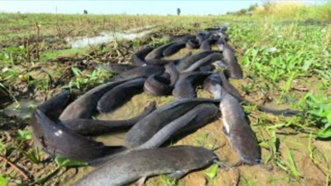 Best hand fishing  ! Catch a lot of fish in the grass near the canal.