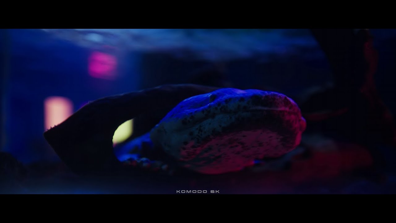 A RED Komodo 6K Showreel | Vaxis Atom 500 SDI | DZO Film | Tilta Cage