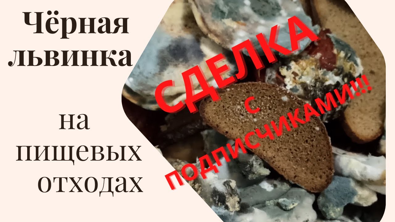 Чёрная львинка 