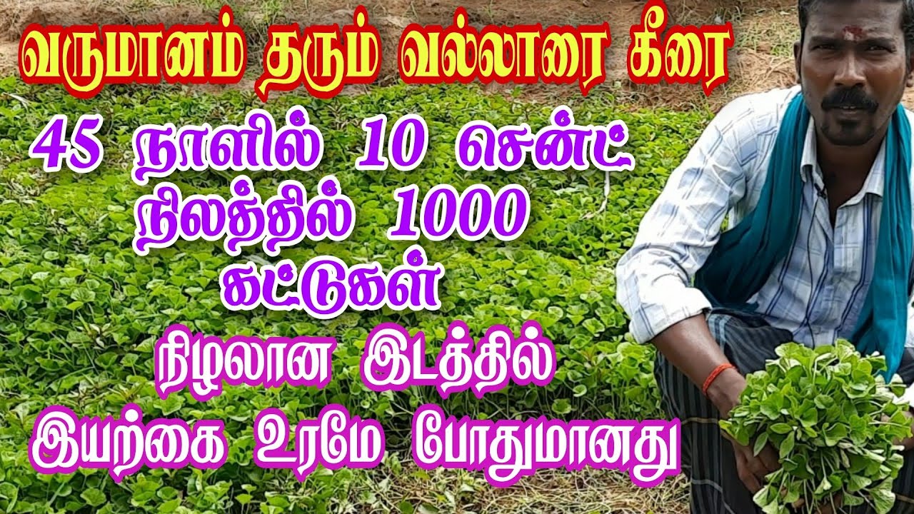 வருமானம் தரும் வல்லாரை கீரை சாகுபடி