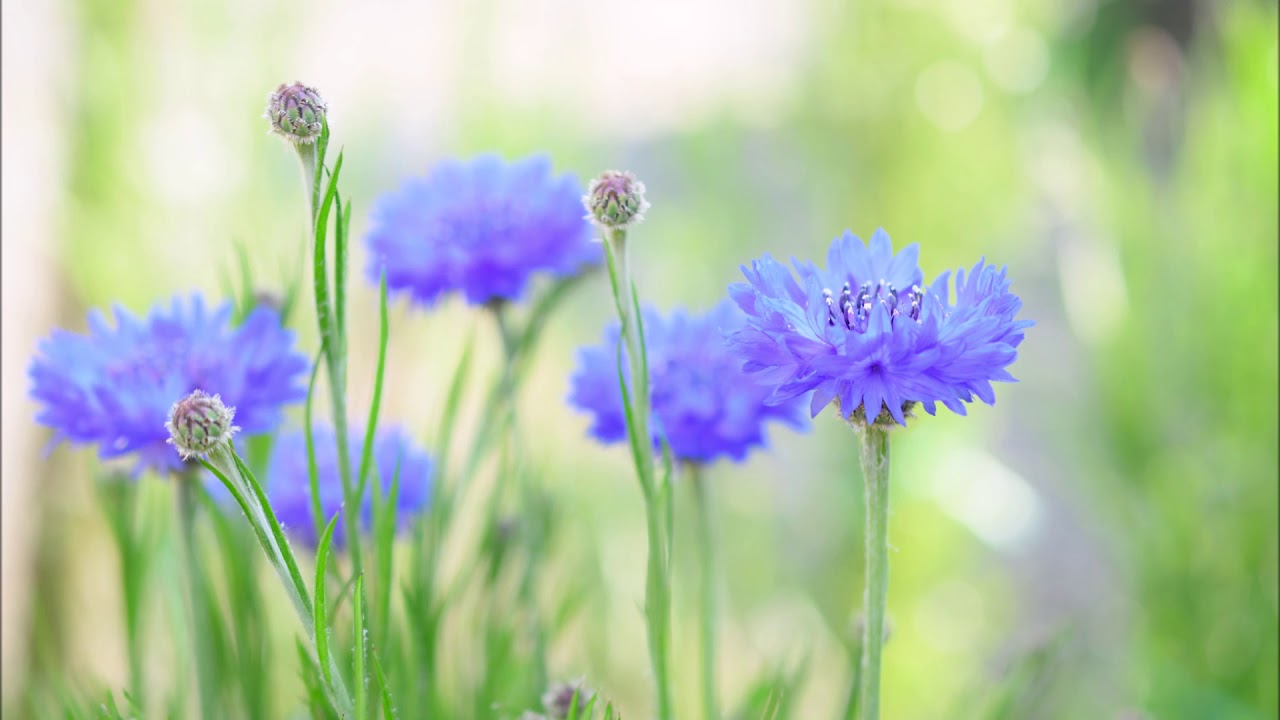 北原ミレイ　矢車の花