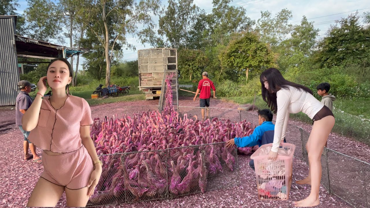 “A flock of 4,000 ducks was relocated by local residents to another place.” 
