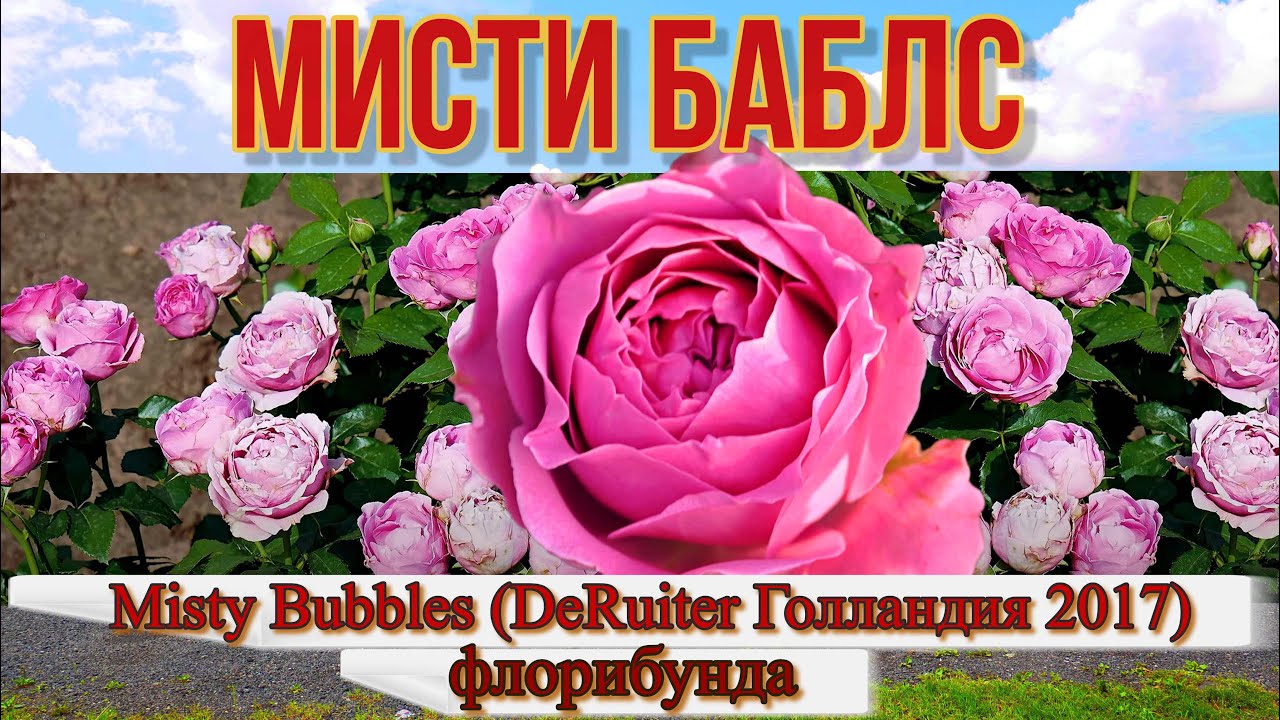Видео обзор розы Мисти Баблс -Misty Bubbles  (DeRuiter Голландия 2017)