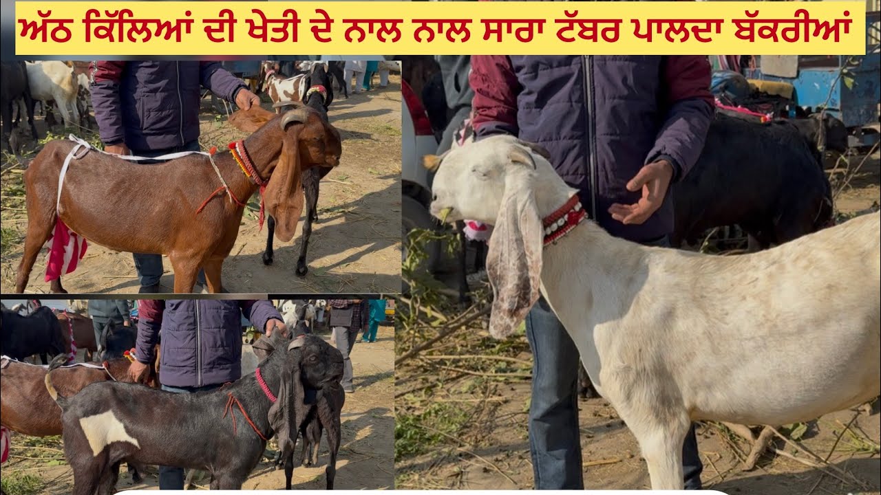 ਅੱਠ ਕਿੱਲਿਆਂ ਦੀ ਖੇਤੀ ਦੇ ਨਾਲ ਨਾਲ ਬੱਕਰੀਆਂ ਪਾਲਦਾ ਸਾਰਾ ਟੱਬਰ ll MULLNAPUR MANDI ll #iltijamufti 