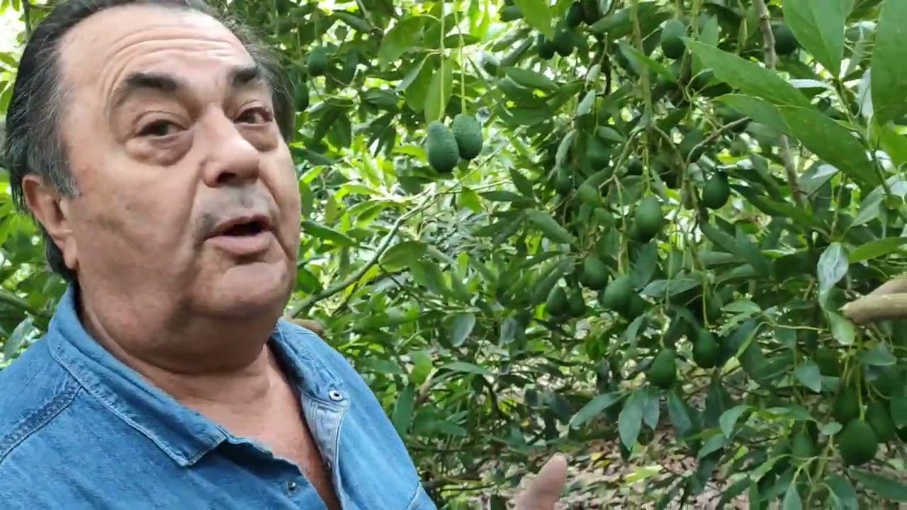 Cultivo del aguacate los secretos de Manuel Muñoz