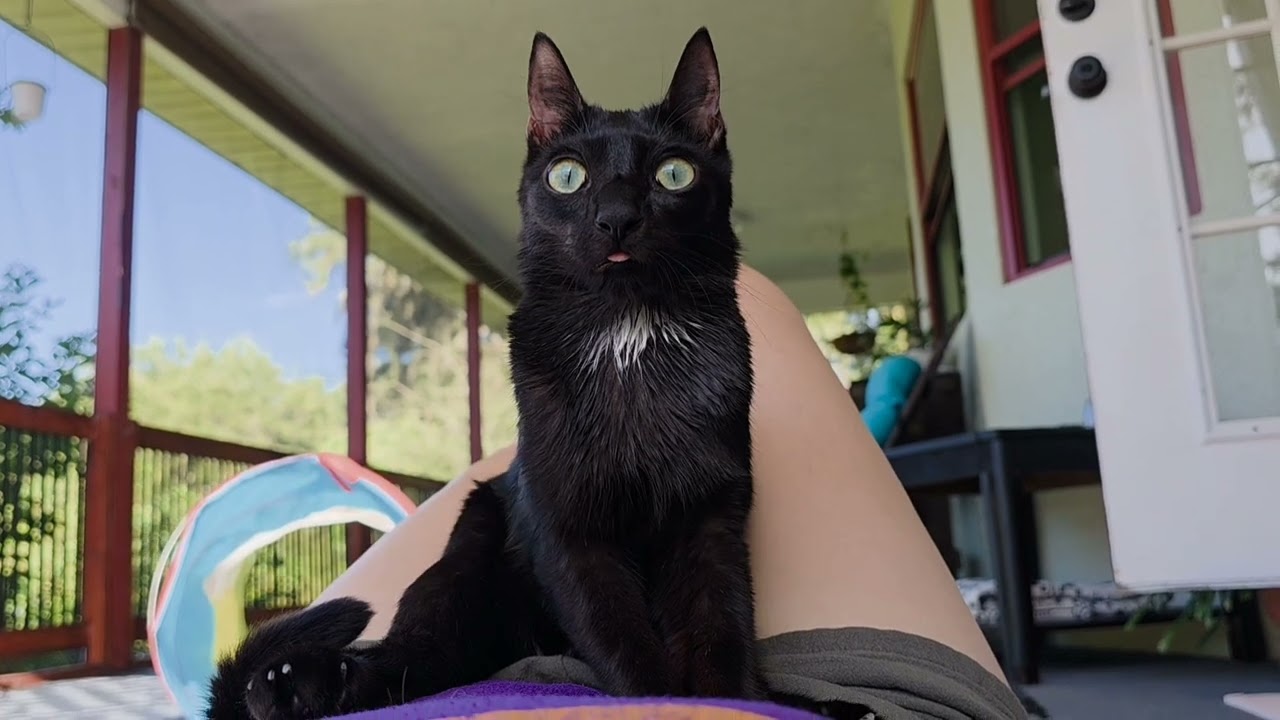 Part 1: Learn about Cerebellar hypoplasia with Elvis 