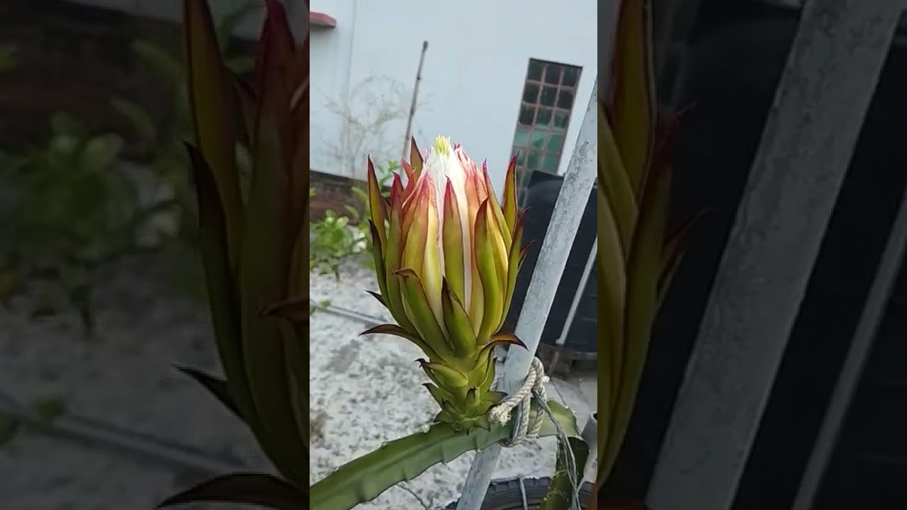 chade dragon gacher ovabonio safollo/Dragon Flowers