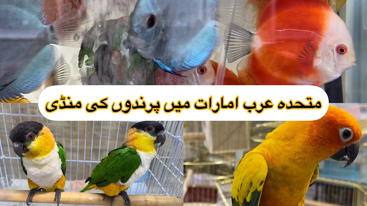Birds Market Alain UAE | Sammmad UAE vlogs