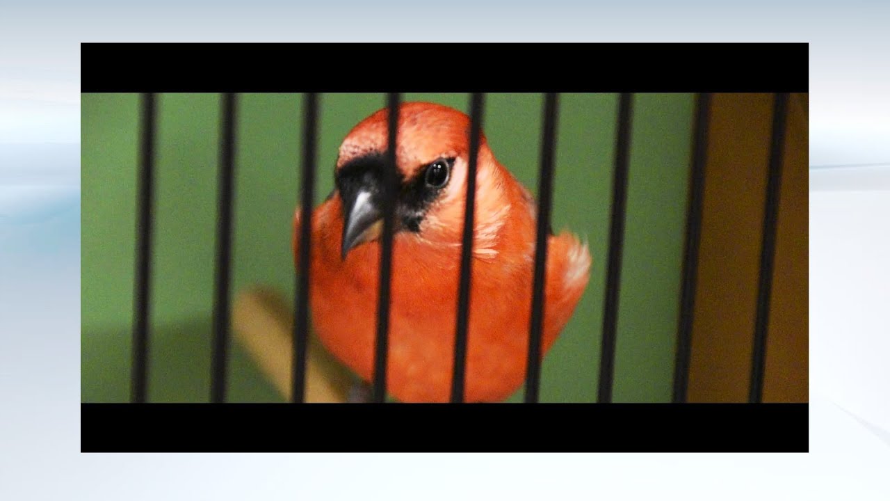 Impressionen DKB - Schauen. #Vogelzucht.