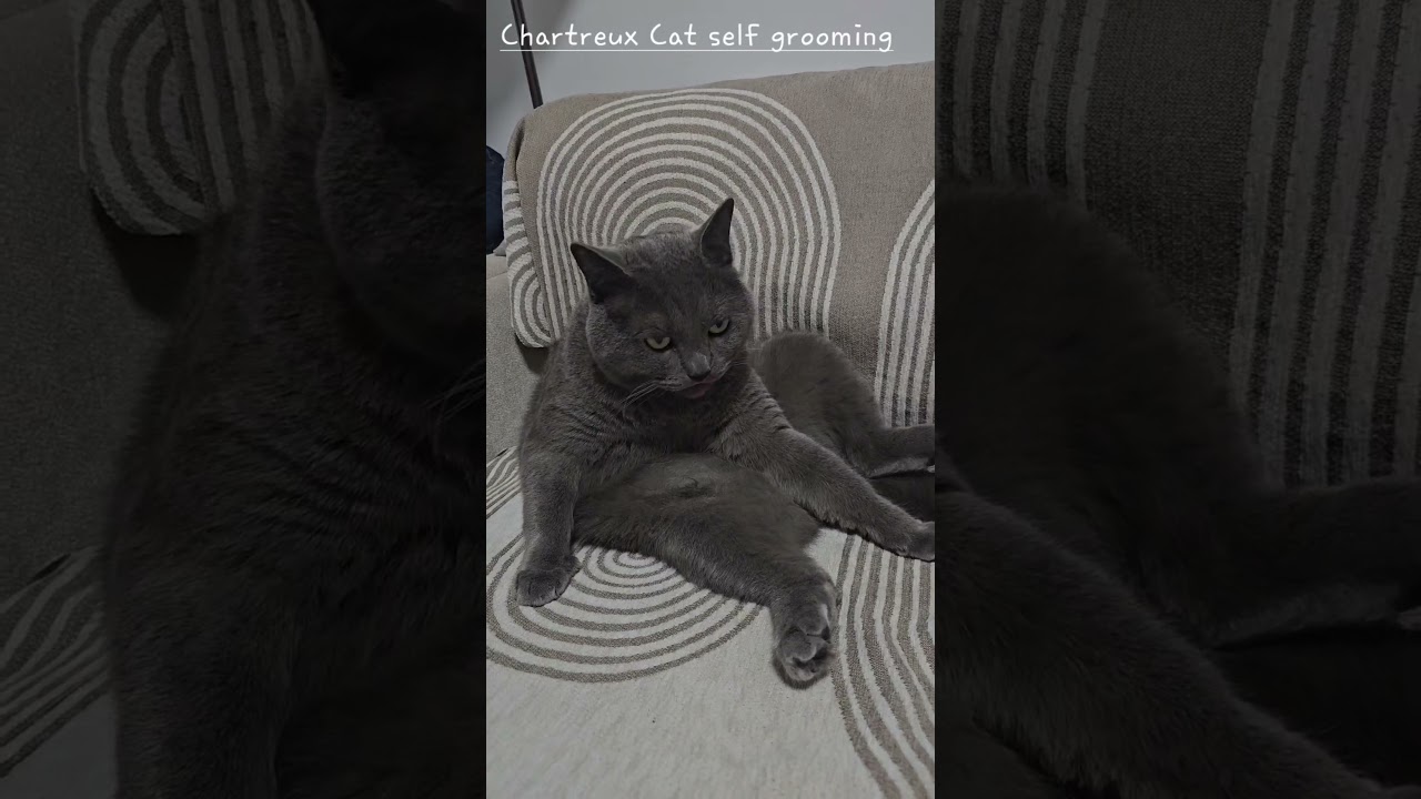 Chartreux Cat breed self grooming #cats #animals