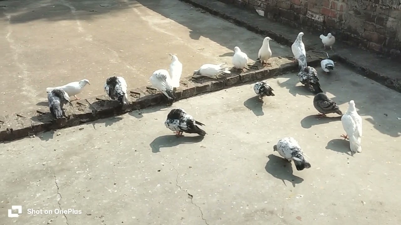 New vlog 👀👀👀🕊️