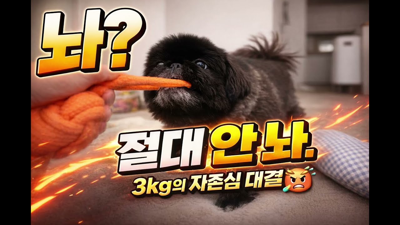 3키로의 자존심 대결!!! 작은 몸에 숨겨진 승부욕!! He said “NO” 3kg Pekingese Pride Battle