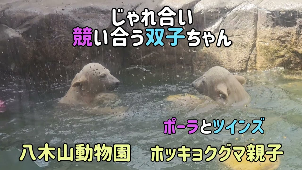 ホッキョクグマ親子　じゃれ合い競い合う双子ちゃん　ポーラとツインズ　八木山動物園