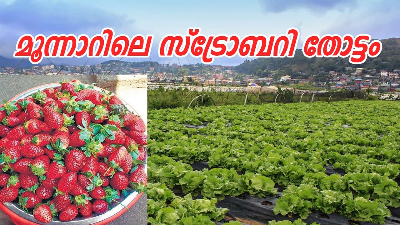 Munnar Vattavada Strawberry farm |  Farm Tourism Vattavada - Munnar