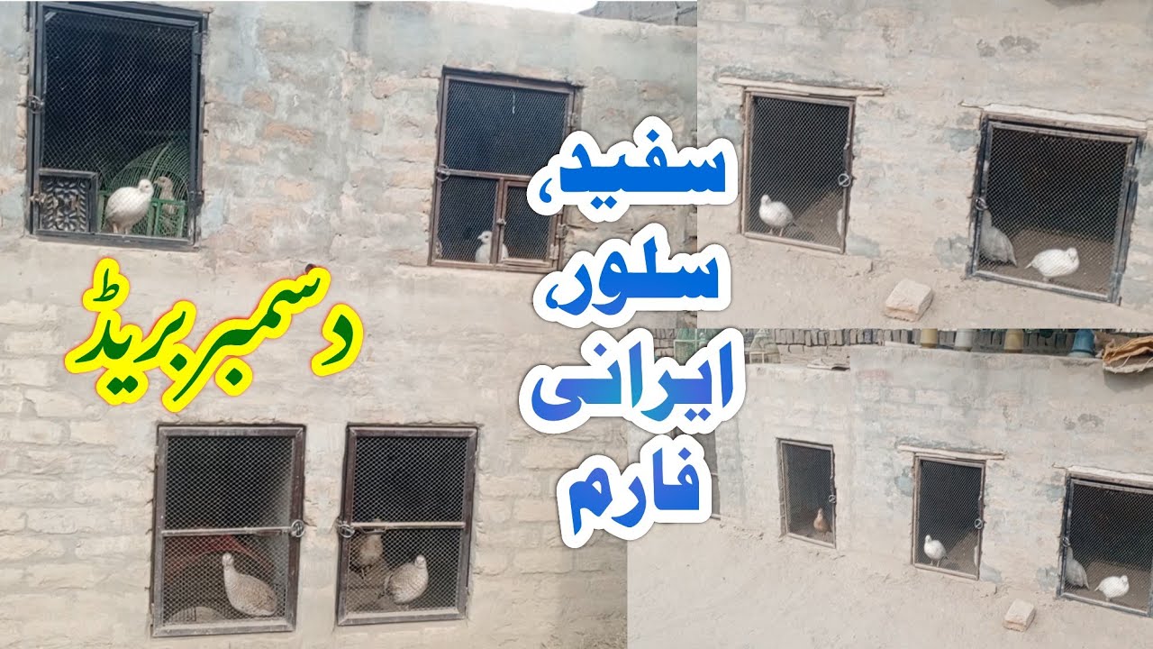 teetar breeding setup || teetar farming in Punjab || biggest irani dakhni  teetar white teetar farm
