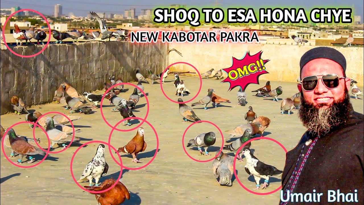 New Kabotar Pakra | Gola  Kabootar ka shoq Umair Bhai K Ka Shooq | Pigeon Video | Kabotar Video 2025
