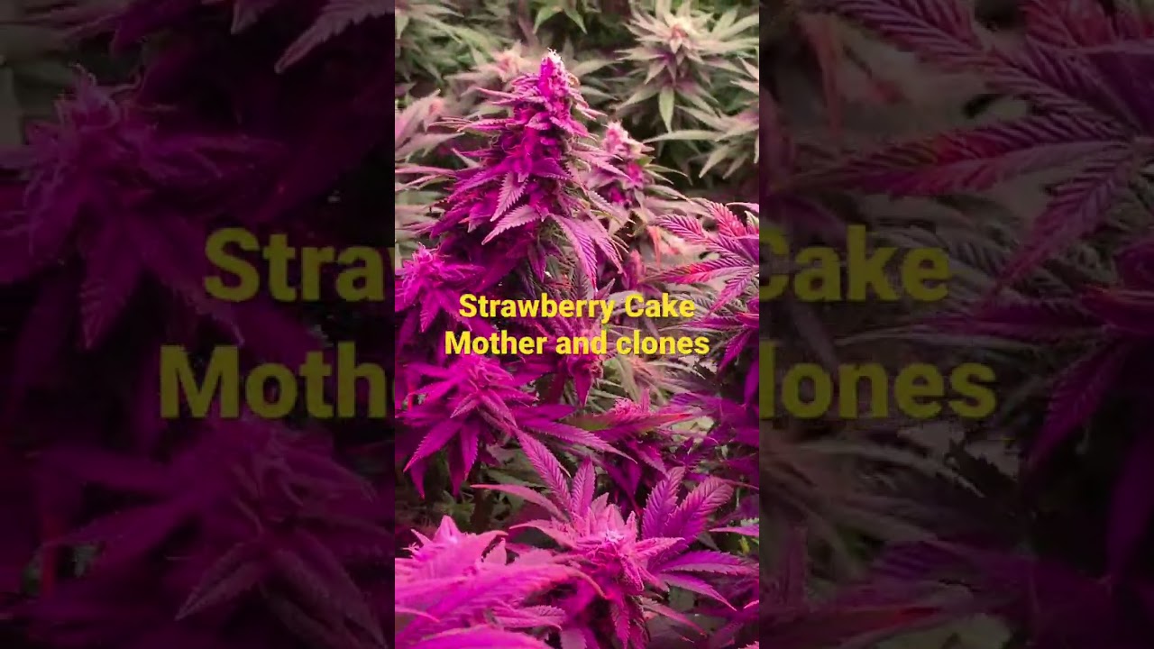 Strawberry Cake @heavyweightseedsofficial6589 , The mother and her clones