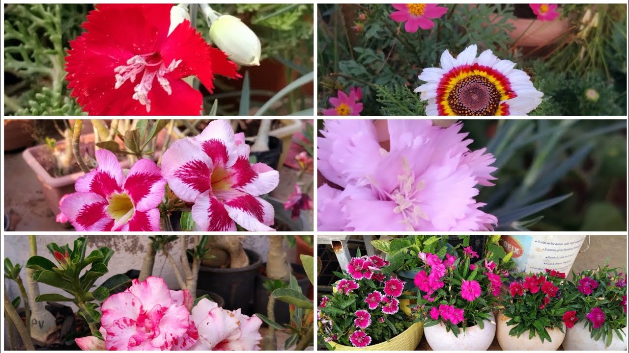 February garden overview @floweringgardenvlog 