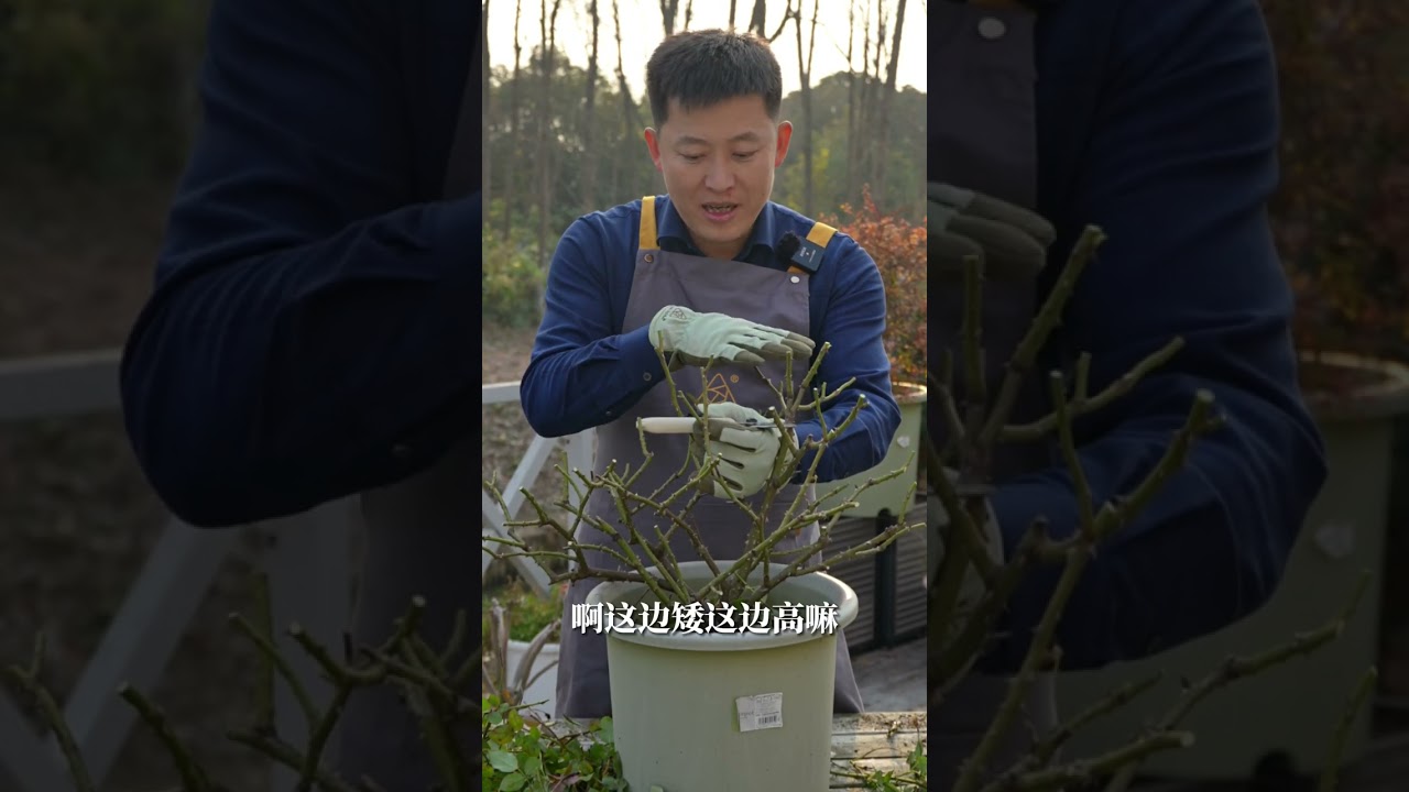 灌木月季冬剪--针对开张型植株【天狼说月季】