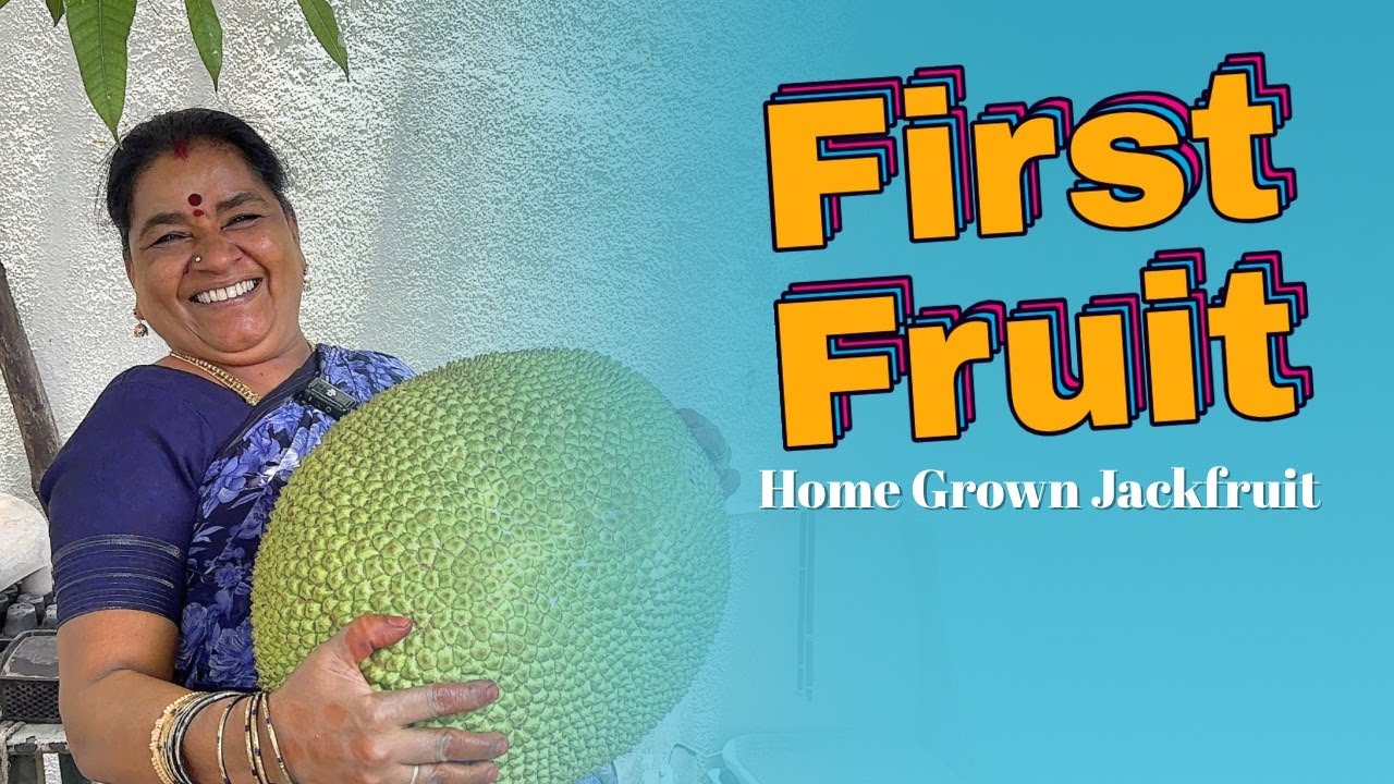 இவ்ளோ பெரிய பழமா 🤯 முதல் அறுவடை ❤️ in veetu thottam | First Fruit