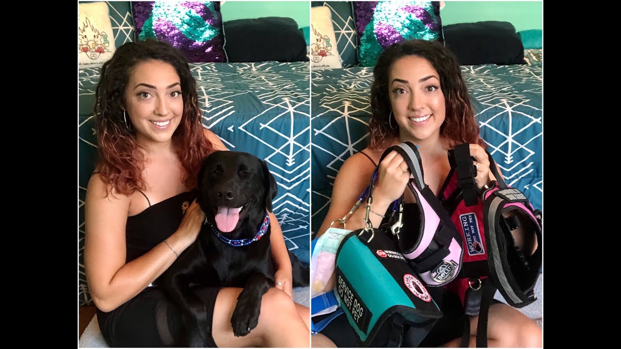 Service Dog Gear Collection | July 2020