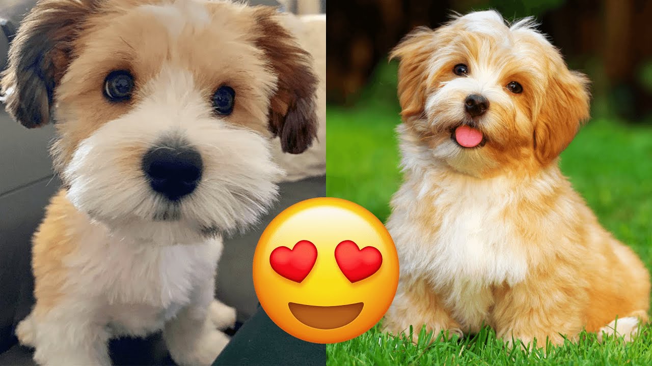 Havanese &mdash; Cute And Hilarious Videos And Tik Toks Compilation