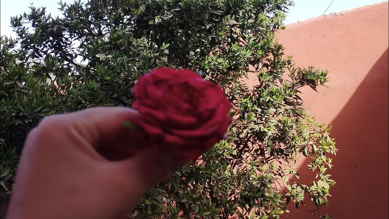 بدأت قناة 