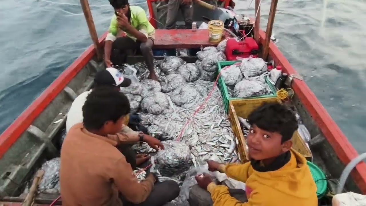 Squid 🦑 Fishing Videos Big Fish Catching