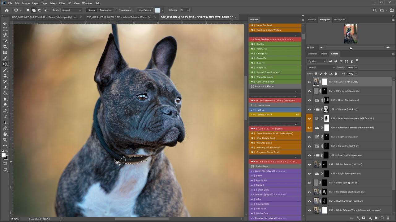Photoshop Dog Portrait using the Fur Babies Actions by LSP image by Amanda Voller Dog Photographer 3