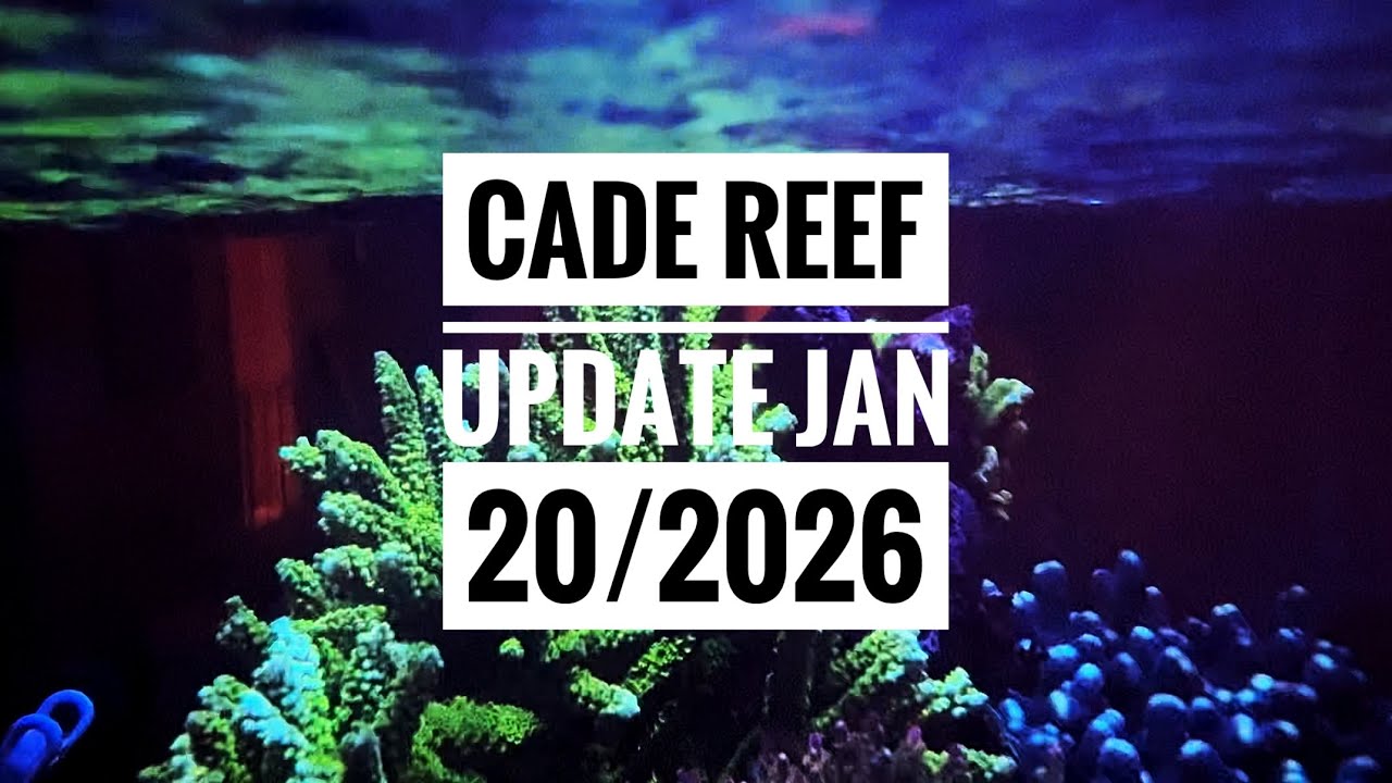 CADE 1500 S/P Reef Tank: Growth Update & Issues