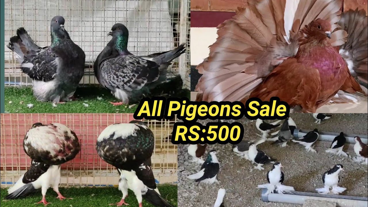 Pigeon video | Kabutar Video | kolkata Pigeons Farming | Pigeon Sale Video | Kabutar Sale Video