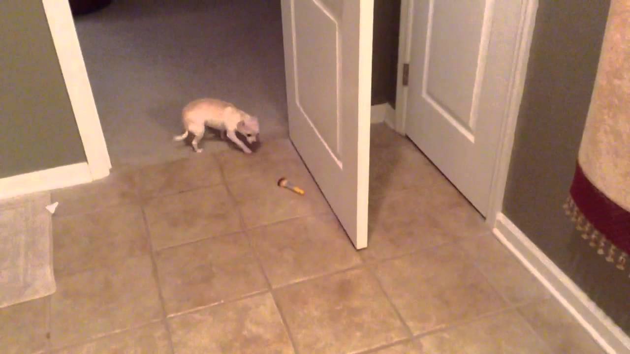 Guilty Chihuahua Takes make-up brush! (Cute!)