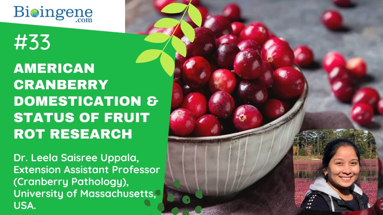 200 Years of American Cranberry Domestication & Status of Fruit Rot Research