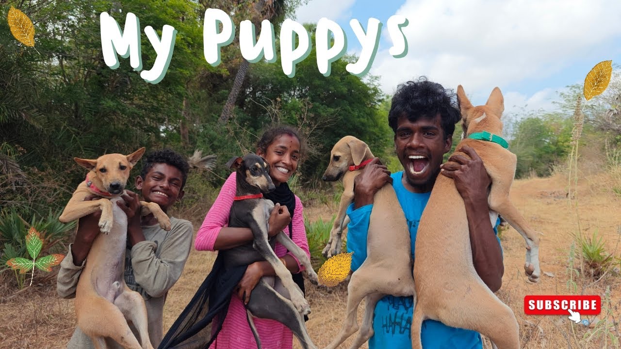 நான் வளரக்கும் நாட்டு நாய்கள் 🐕|Venu Adventures Dogs - MrVenu
