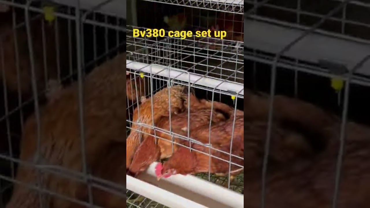 Bv380 chicken cage low cost set up