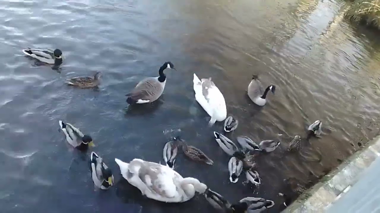 Boxing Day Swan Feeding 