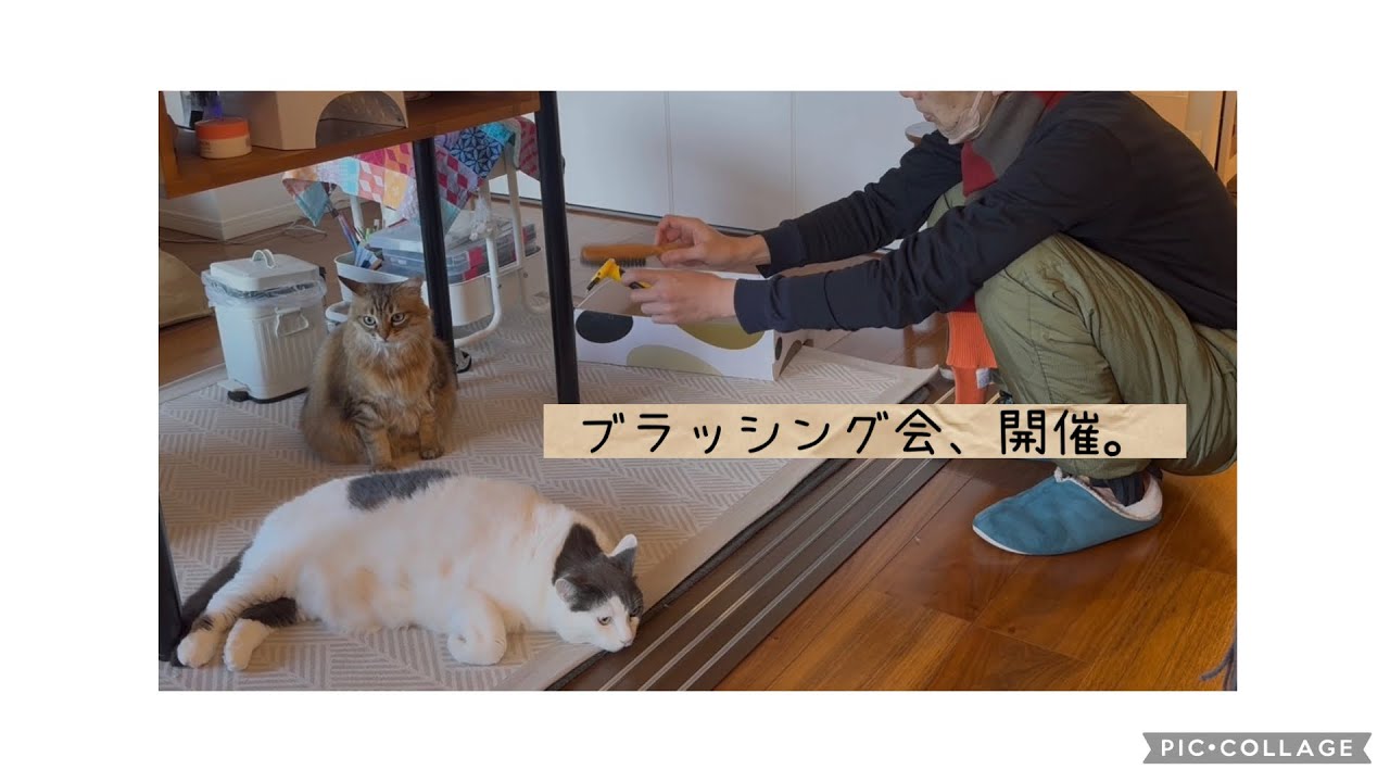 日曜ねこ劇場/Sunday Cat Theater2/8