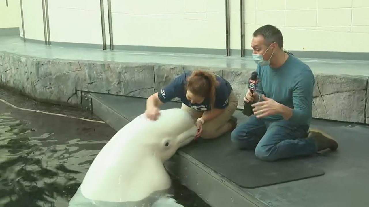 Georgia Aquarium's beluga encounter makes for a memorable gift experience