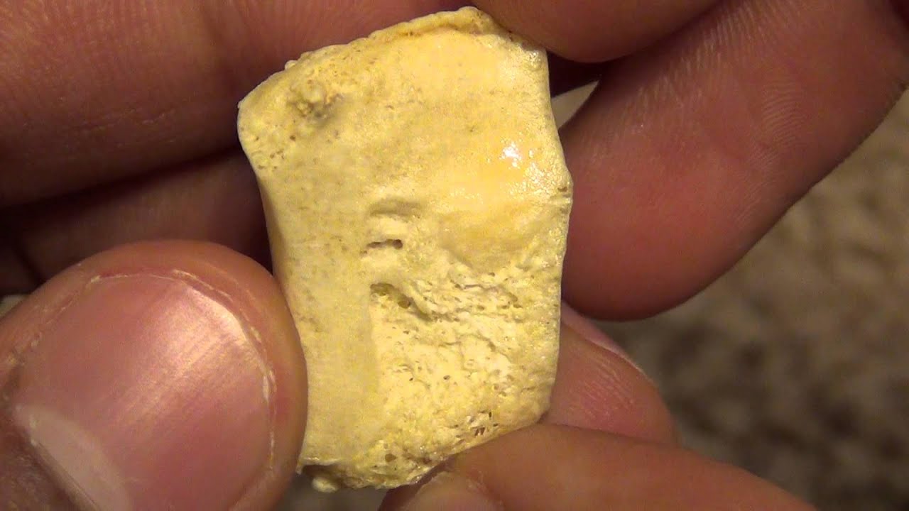 Anatomy and Osteology of the Second / Intermediate Cuneiform