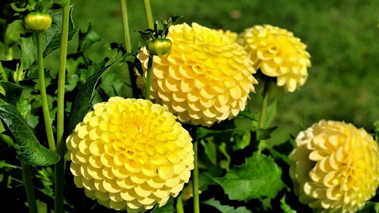 Жовтий колір. Кольоротерапія.