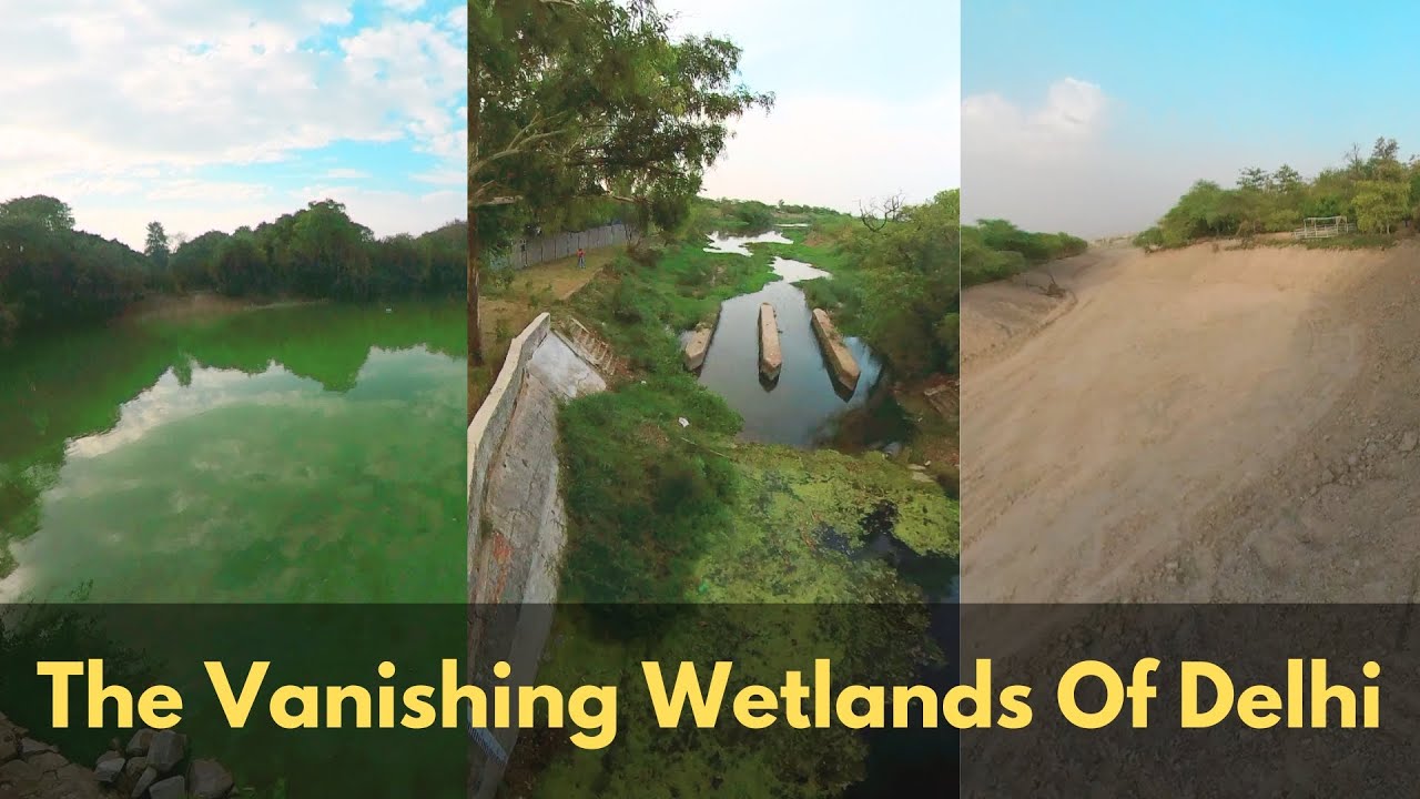 Vanishing Wetlands: Unveiling Delhi's Environmental Crisis | How did Delhi's wetlands disappear?