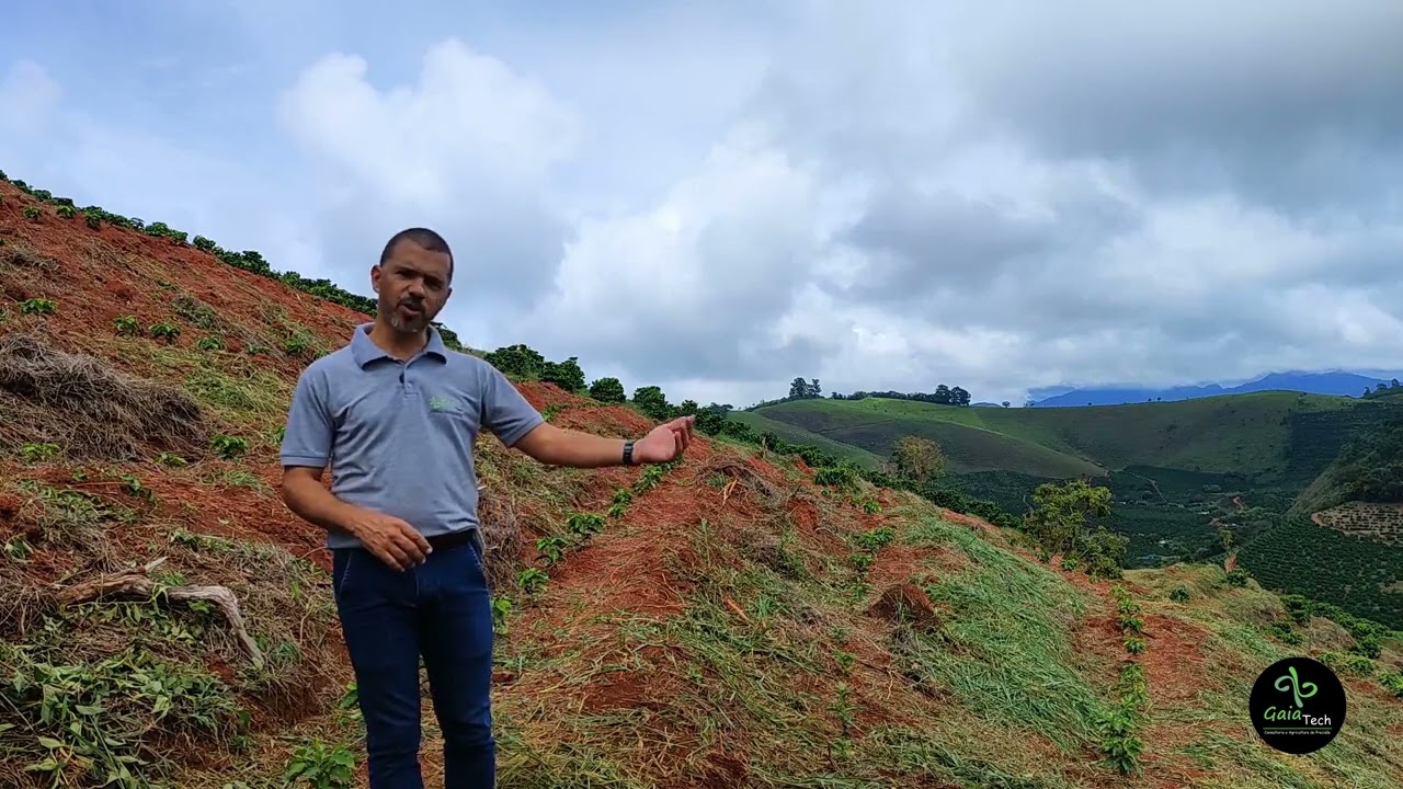 Qual o custo médio para plantar um hectare de café?