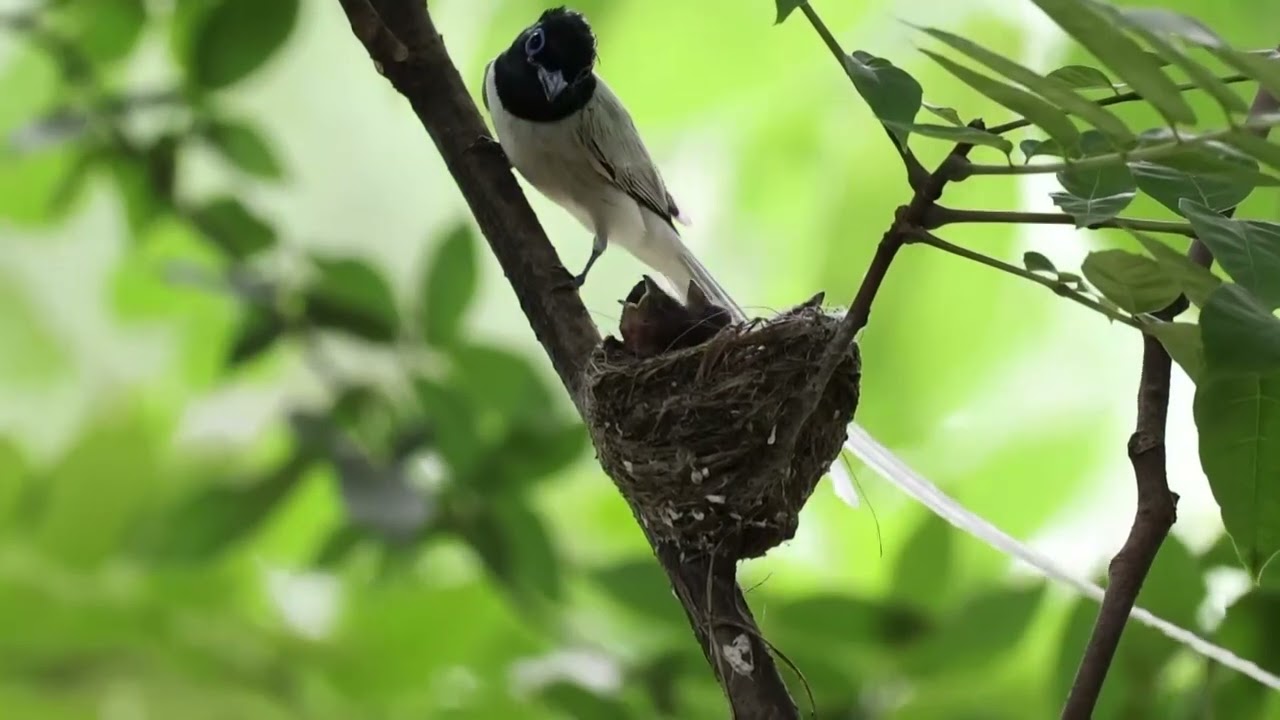 Male Amur paradise flycatchers feeding children in China&rsquo;s Shaanxi