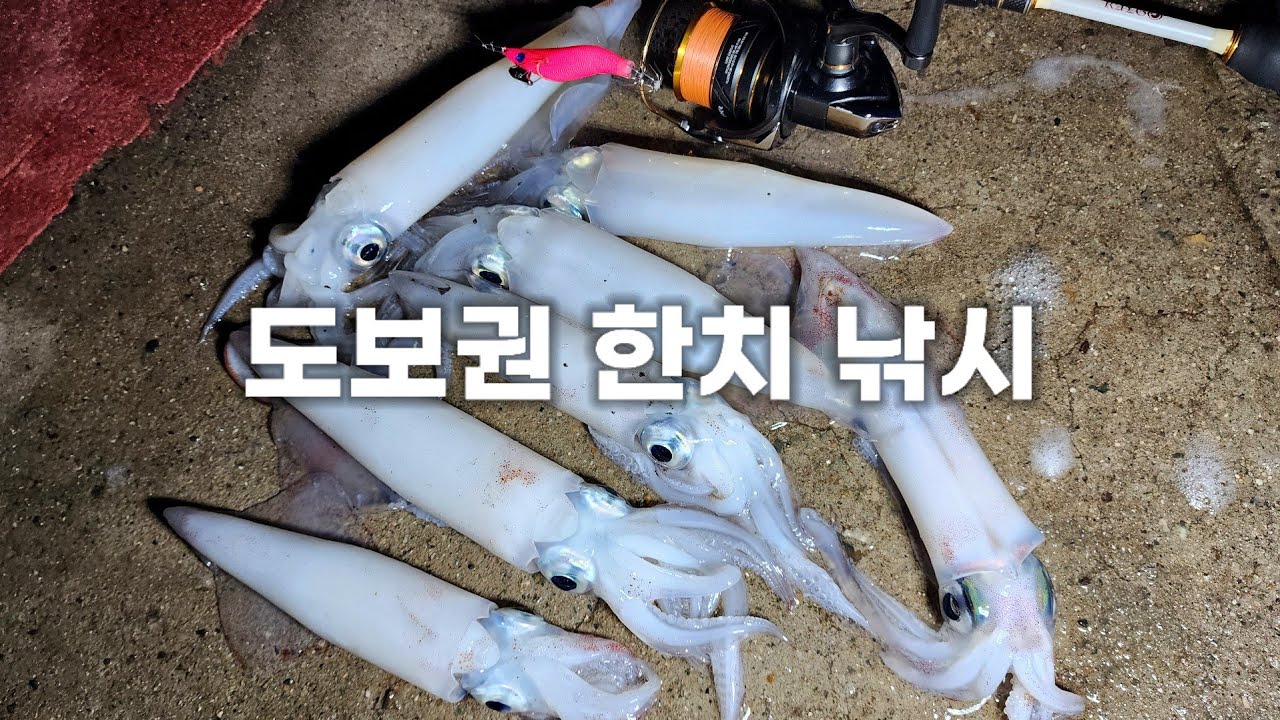 주차장 바로 앞에서 한치가 잡혀 난리난 그 곳!! 3000원짜리 에기 하나면 충분합니다!