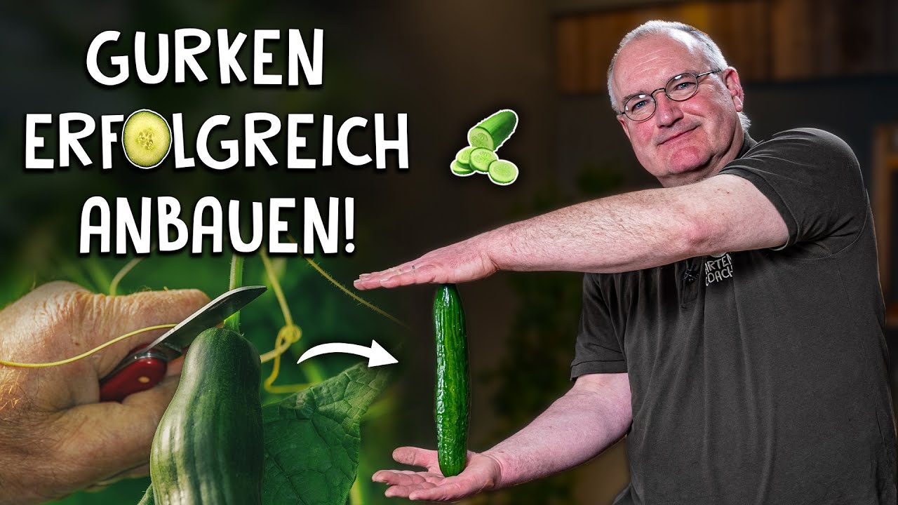 Gurken im Garten oder Gewächshaus 🥒  - Tipps zur Anzucht, Anbau & Haltung