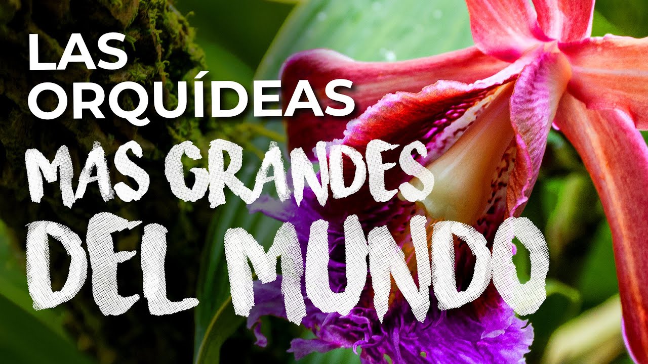 Las Orquídeas Mas Grandes del Mundo | Descripción y reproducción