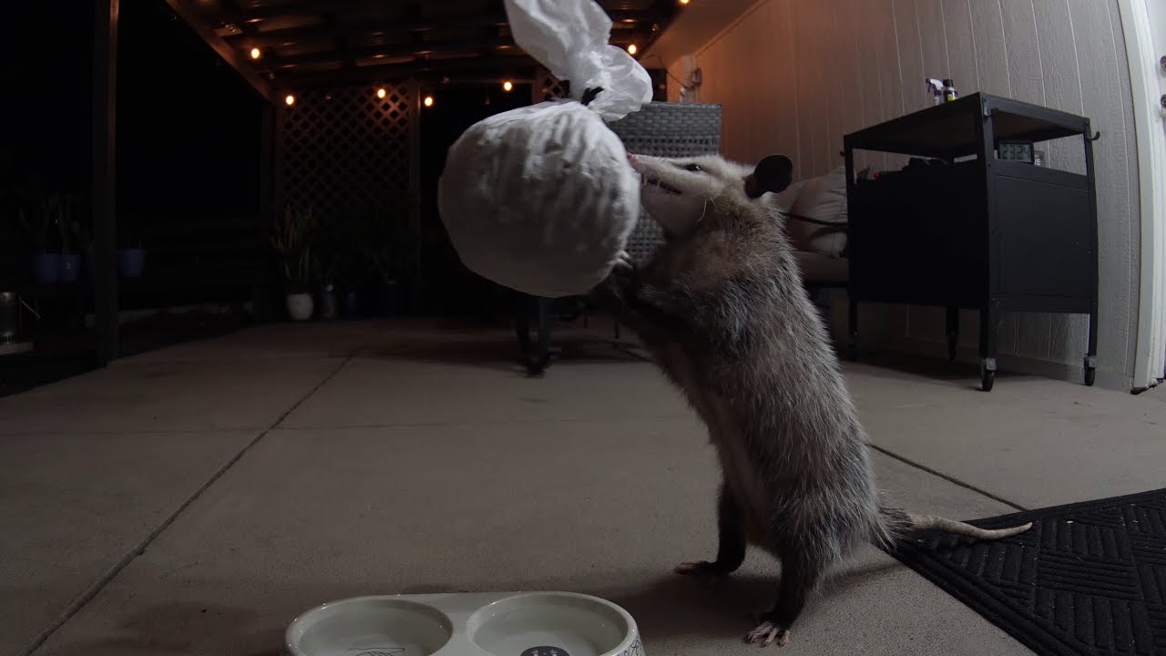 Possum Pi&ntilde;ata
