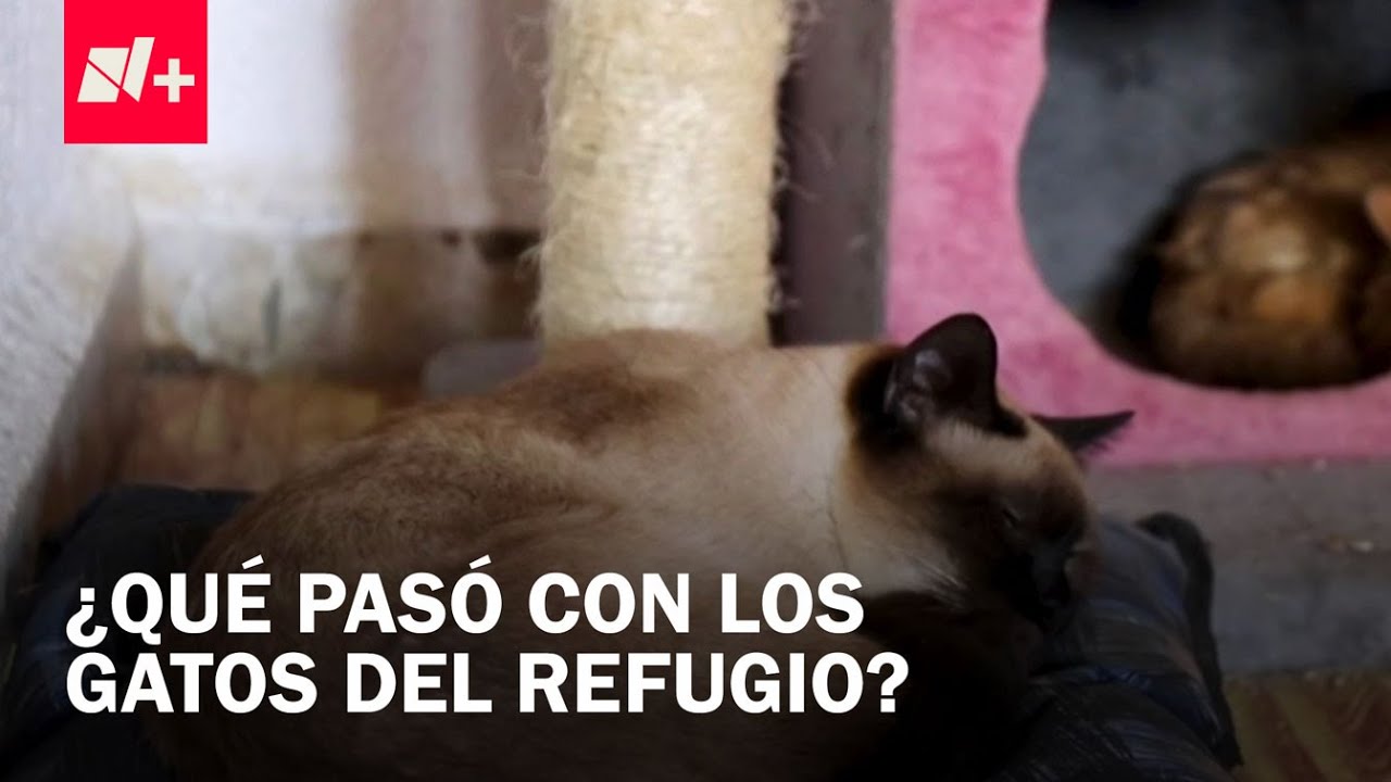 Aquí están los gatos rescatados del Refugio Franciscano - Despierta