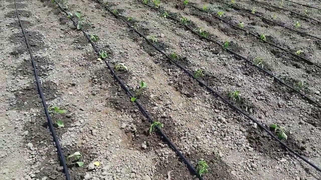 Tunauza mfumo wa umwagiliaji|Drip irrigation system|