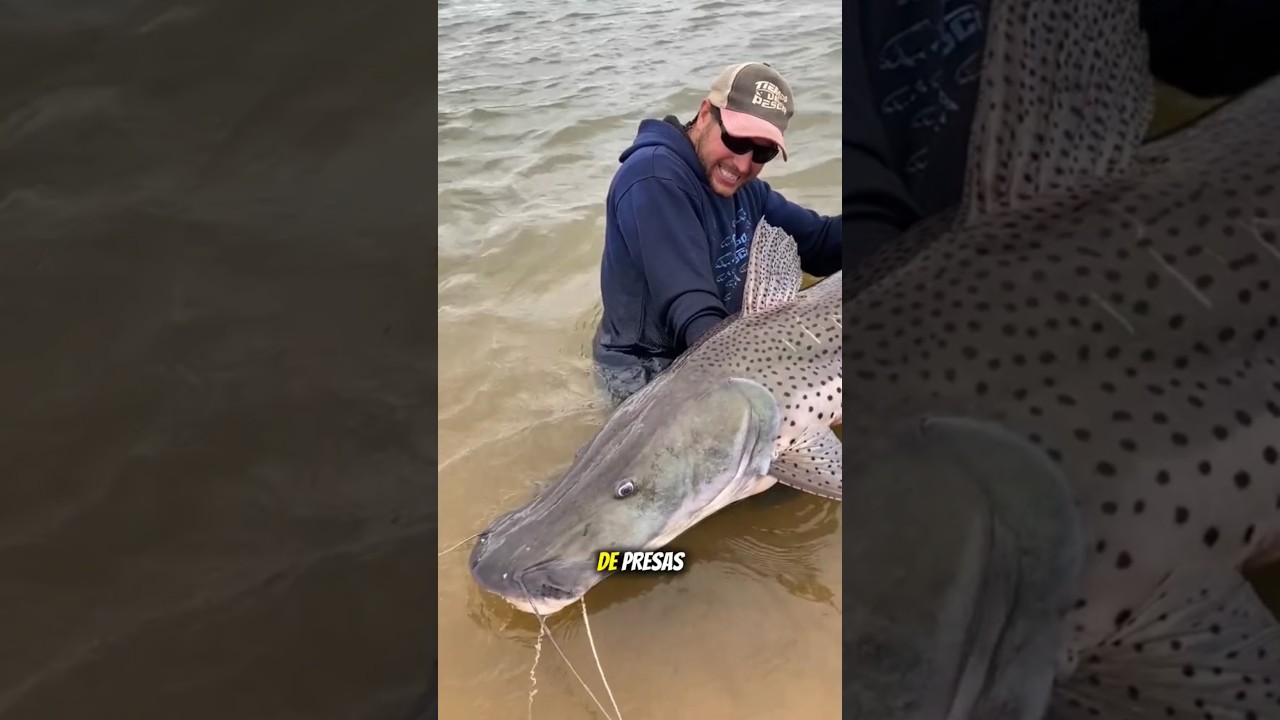 Un Gigante de R&iacute;o con Piel de Tigre#Surubi​#PescaDeSurubi​#ReyDelRio​#PescaDeportiva #pesca #fishing